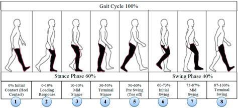 [DIAGRAM] Running Gait Phases Diagram FULL Version HD Quality Phases Diagram - ACWIRING ...