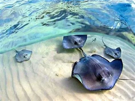 Grand Cayman Stingray City and Coral Gardens 2 Stop Snorkel Excursion ...