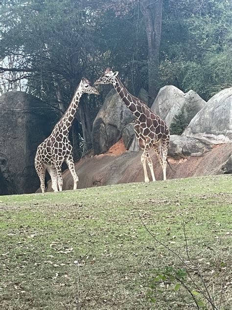 A Visit to North Carolina Zoo – Carolina Mom