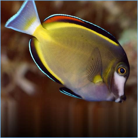 Powder Brown Tang or Powder Brown Surgeonfish | Pete's Aquariums & Fish