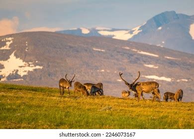 4,203 Sweden National Animal Images, Stock Photos & Vectors | Shutterstock