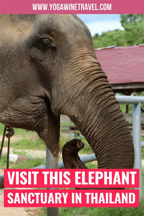 Koh Samui Elephant Sanctuary: Rescuing Elephants from Riding Camps and Beyond | Yoga, Wine & Travel