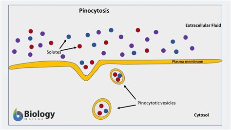 Pinocytosis - Definition and Examples - Biology Online Dictionary