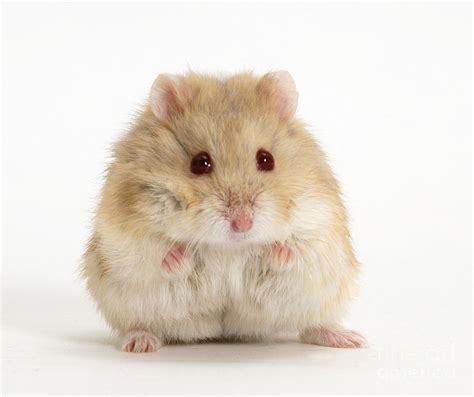 Dwarf Russian Hamster Photograph by Mark Taylor - Fine Art America