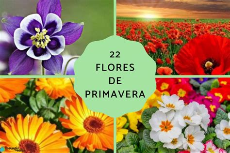 conjunción folleto tablero cuales son las flores de primavera Persona enferma Ánimo águila