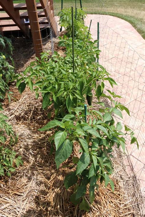 A Guide to Growing Chili Peppers - Chili Pepper Madness