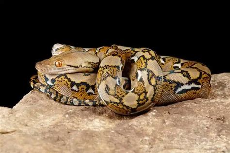 15 Cool Reticulated Python Morphs With Pictures