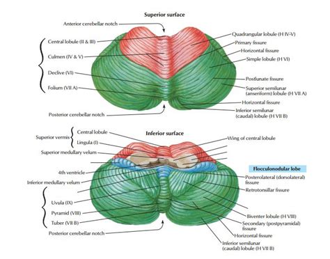 This is a quiz called Cerebellum anatomy and was created by member UML ...