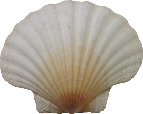 Seashell PNG