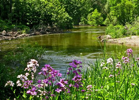 Clinton River and wildflowers | The Dame's Rocket wildflower… | Flickr