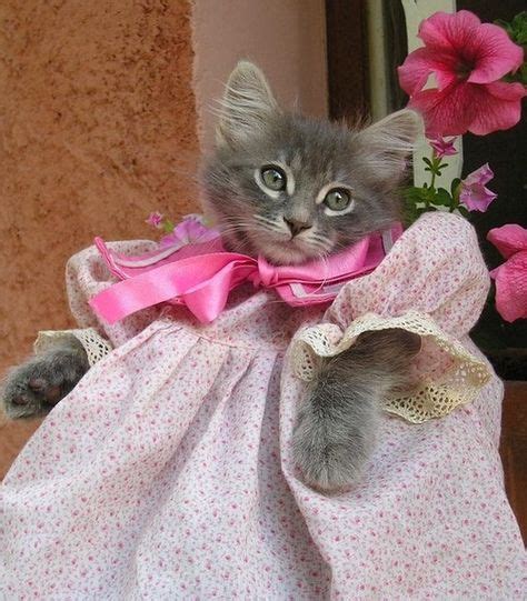 apositivelybeautifulblog: (via FABULOUS FELINES / Catwalk Dress) | Kittens cutest, Cat dressed ...