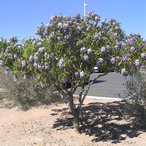 Texas Mountain Laurel Tree | Star Nursery Garden and Rock Centers