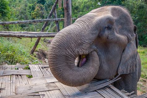 Elephant eating banana stock image. Image of background - 122412971