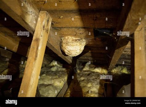 Large wasp nest in attic Stock Photo - Alamy