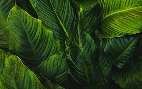 green-leafed plant Mac Wallpaper Download | AllMacWallpaper