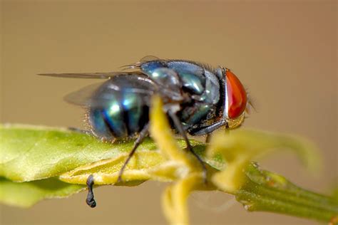 Brachyceran Flies (Suborder Brachycera) · iNaturalist