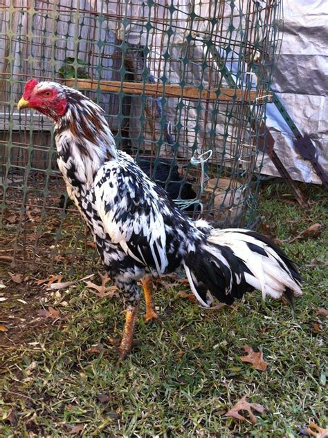 59 best Chicken breeds- Oriental gamefowl images on Pinterest | Breeds ...