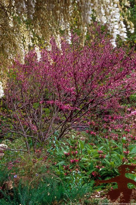 California Native Redbud Tree - Summer-Dry | Celebrate Plants in Summer-Dry Gardens