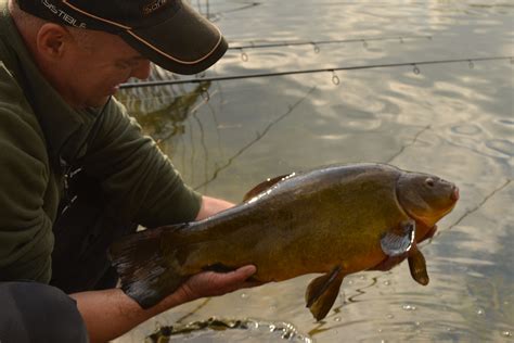 Tench Fishing: The Future - Angling Trust