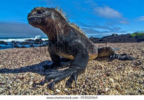 Galapagos Marine Iguana Stock Photo (Edit Now) 393020464