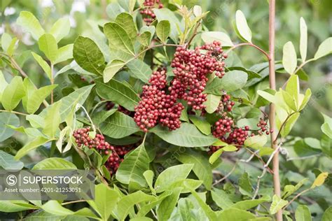 Brazilian Peppertree (Schinus terebinthifolius) fruit, introduced ...