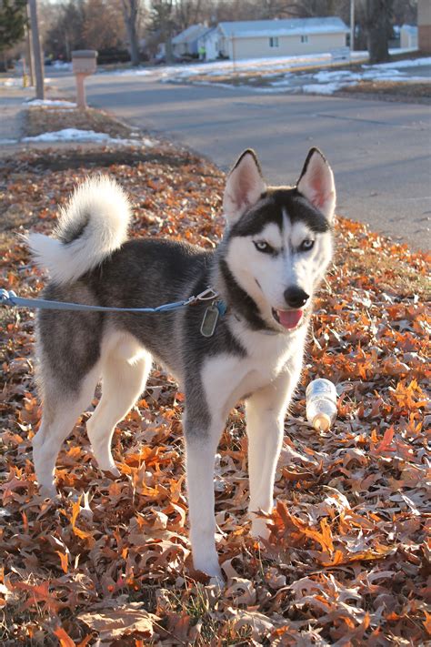 Echo - Pure Siberian Husky | Siberian husky, Siberian husky puppies, Cute husky