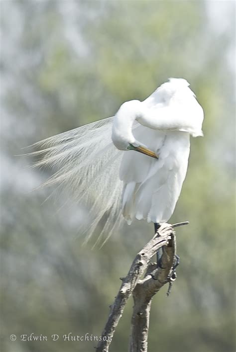 Great White Egret "Painting" - Pentax User Photo Gallery