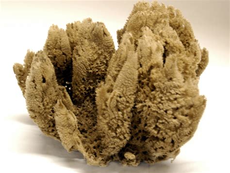 natural sea sponges – Detroit Sponge