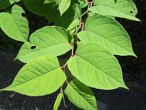 How To Identify Japanese Knotweed: In-Depth Knotweed Identification ...