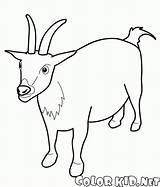 Goat Draw Beginners Drawing Kids Drawingforall Easy Drawings Cartoon  sketch template