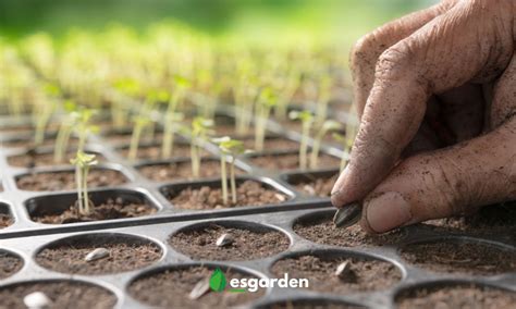 Guía práctica: Cómo plantar semillas de flores y verlas florecer en tu jardín