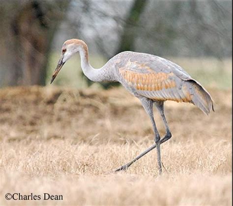 Sandhill Crane