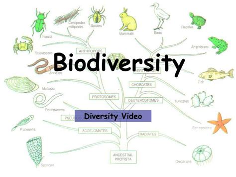 PPT - Biodiversity PowerPoint Presentation, free download - ID:2062834