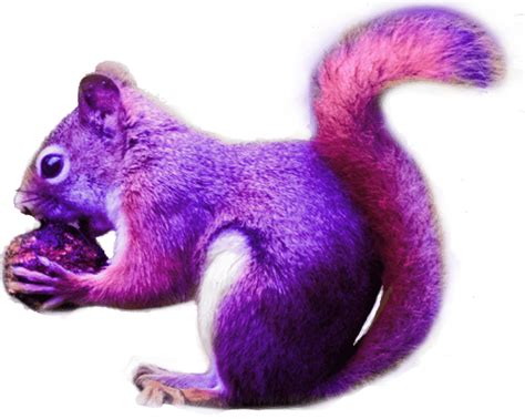 Purple squirrel population explodes