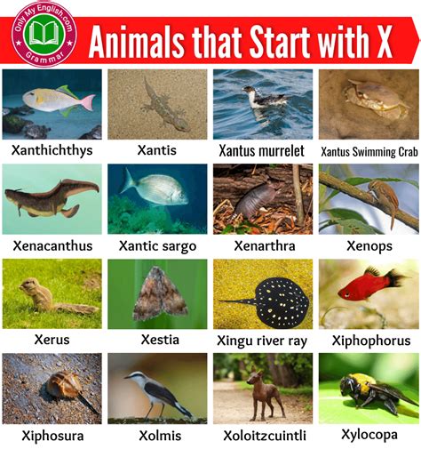 20+ Animals that Start with X | Animals beginning with X » Onlymyenglish.com