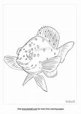 Free Yellowtail Damselfish Coloring Page  Printables sketch template