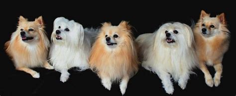 Tips To Take Care Of Pomeranian Puppy - puppieslove.net