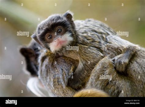 cute baby emperor tamarin Saguinus imperator Stock Photo - Alamy