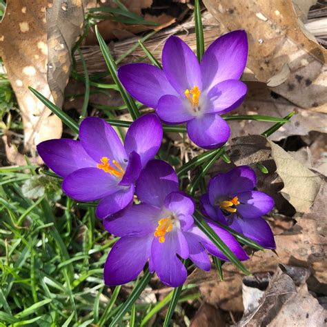 Crocus Flower Growing Tips You Need to Know - Birds and Blooms