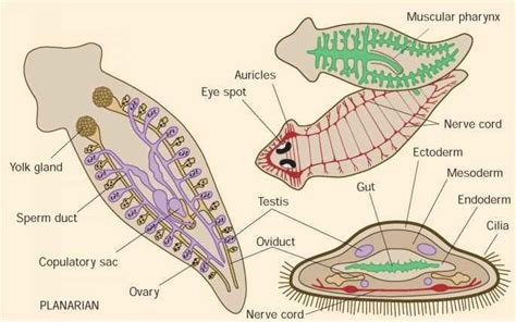 Flatworm anatomy. (Illustration by Christina St. Clair) | Biology, Biology notes, Body systems