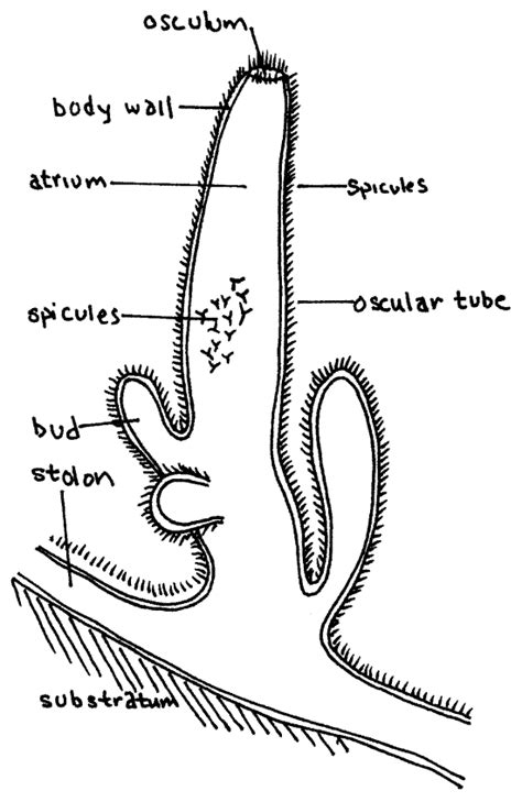 Class Calcarea Diagram