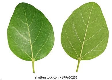 Images Of Banyan Tree Leaves