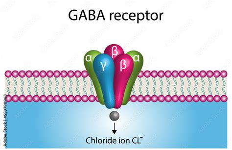 GABA receptor ultra Structure in cell membrane. Neurotransmitter gamma-aminobutyric acid, GABA A ...