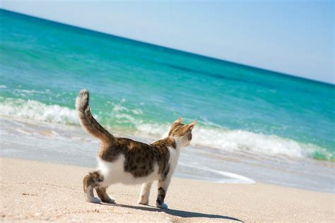 Cats On Ocean City Beach? Kitty Beach Days Are Actually A Thing