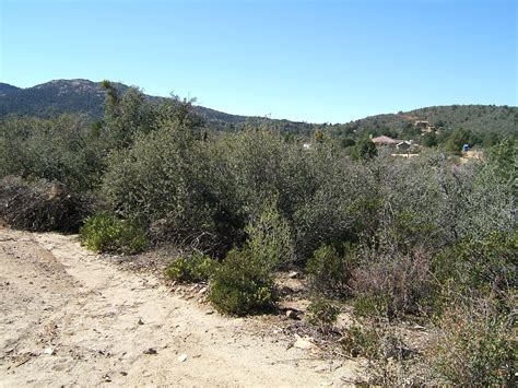 Backyard Gardener - Arizona’s Interior Chaparral - December 4, 2019