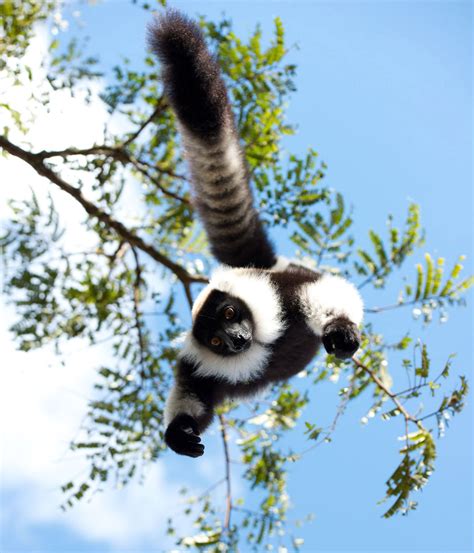 Island of Lemurs: Madagascar Picture 1