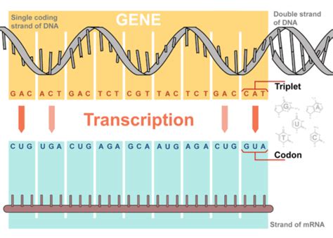 Transcription | Biology for Majors I