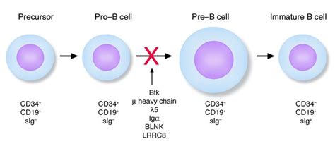 JCI - Genes required for B cell development