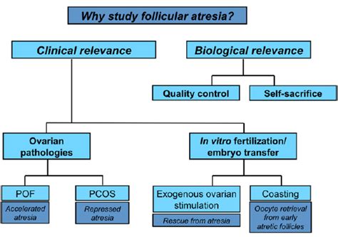 The importance of studying follicular atresia. Schematic summarizing... | Download Scientific ...