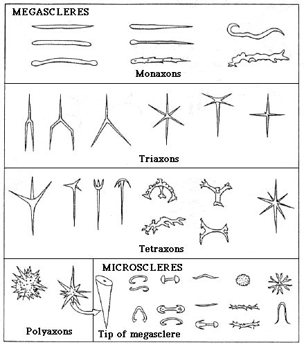 Spicules are supporting structures on a sponge made of cilica or calcium carbonate. | Biology ...